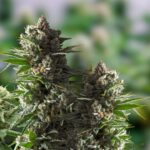 Where to Find Quality Buds Online in Steinbach